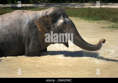 Elefante che si tuffa in un pozzo d'acqua, la foresta degli elefanti di Kulen, il santuario degli elefanti, Krong, Siem Reap, Cambogia. Foto Stock