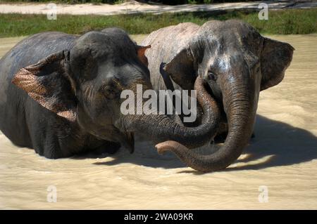 Elefanti che nuotano in un pozzo d'acqua, la foresta degli elefanti di Kulen, il santuario degli elefanti, Krong, Siem Reap, Cambogia. Foto Stock