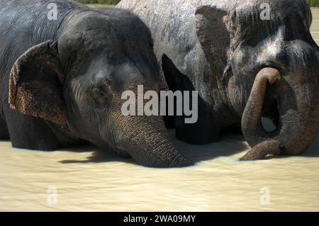 Elefanti che nuotano in un pozzo d'acqua, la foresta degli elefanti di Kulen, il santuario degli elefanti, Krong, Siem Reap, Cambogia. Foto Stock