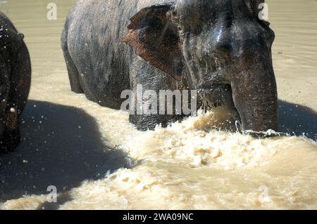 Elefanti che nuotano in un pozzo d'acqua, la foresta degli elefanti di Kulen, il santuario degli elefanti, Krong, Siem Reap, Cambogia. Foto Stock
