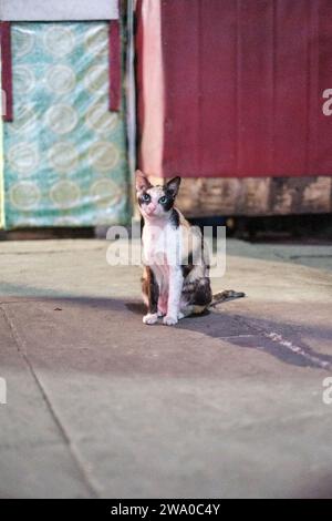 Gatto a occhi verdi su pavimentazione Foto Stock