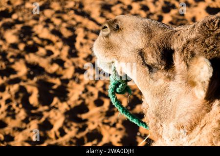 Ritratto ravvicinato di una testa di cammello a riposo nel mare di sabbia di Erg Chebbi, nel deserto del Sahara, in Marocco Foto Stock