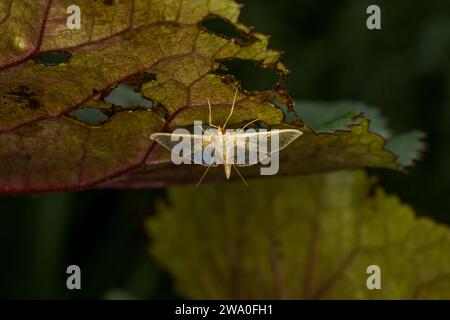 Patania ruralis Family Crambidae genere Patania madre di falena perla natura selvaggia carta da parati di insetti, foto, fotografia Foto Stock