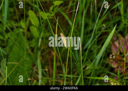 Agriphila tristella famiglia Crambidae genere Agriphila pale-Streak erba-impiallacciata falena natura selvaggia insetti carta da parati, foto, fotografia Foto Stock