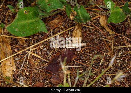 Agriphila tristella famiglia Crambidae genere Agriphila pale-Streak erba-impiallacciata falena natura selvaggia insetti carta da parati, foto, fotografia Foto Stock