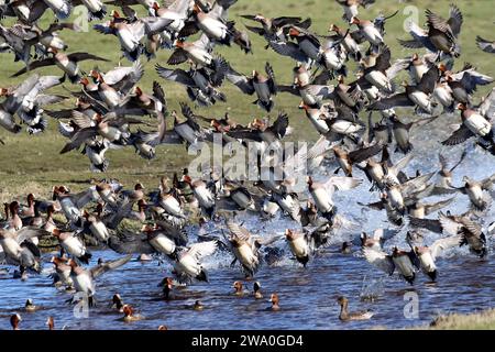 I wigeons eurasiatici (Mareca penelope) decollano da un fiume. Foto Stock