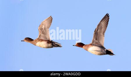 Vegione eurasiatica maschile e femminile (Mareca penelope) in volo. Foto Stock