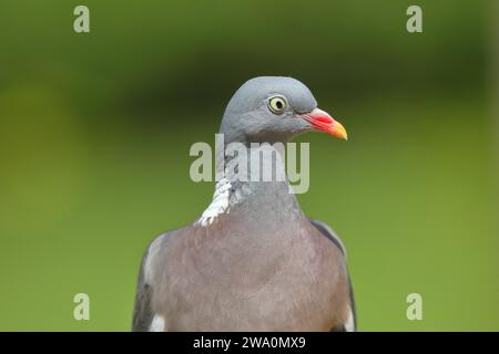 Piccione di legno comune (Columba palumbus), ritratto animale, Wilnsdorf, Renania Settentrionale-Vestfalia, Germania, Europa Foto Stock