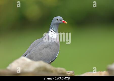 Piccione di legno comune (Columba palumbus), in cerca di cibo a terra, Wilnsdorf, Renania settentrionale-Vestfalia, Germania, Europa Foto Stock