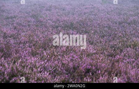 Scopa comune erica (Calluna vulgaris) in fiore, Lüneburg Heath, bassa Sassonia, Germania, Europa Foto Stock