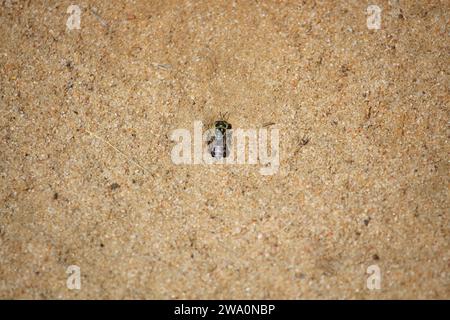 Sand Wasp (Bembix) scavando tana, Australia meridionale Foto Stock