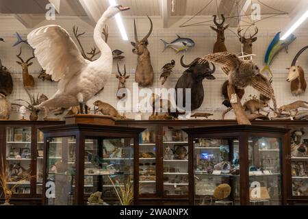 Laboratorio naturalistico di Edna Lawrence presso la Rhode Island School of Design nel centro di Providence Rhode Island Foto Stock