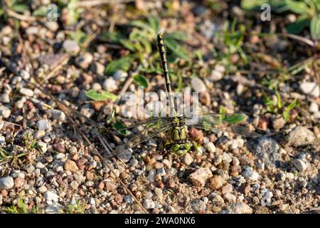 Ophiogomphus cecilia Family Gomphidae genere Ophiogomphus Green Snaketail Green Gomphid Green Red Club-tailed libellula selvatica carta da parati di insetti, pictu Foto Stock