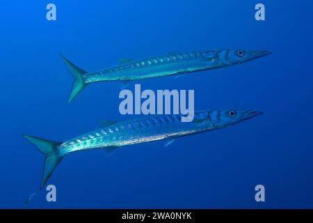 Barracuda (Sphyraena sphyraena) di fronte a uno sfondo blu monocromatico, riapribile, nel Mar Mediterraneo vicino a Hyères. Sito di immersione penisola di Giens, Foto Stock