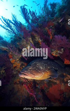 Cernia dusky (Epinephelus marginatus) (Mycteroperca marginatus) tra gorgonie che cambiano colore (Paramuricea clavata), nel Mar Mediterraneo ne Foto Stock