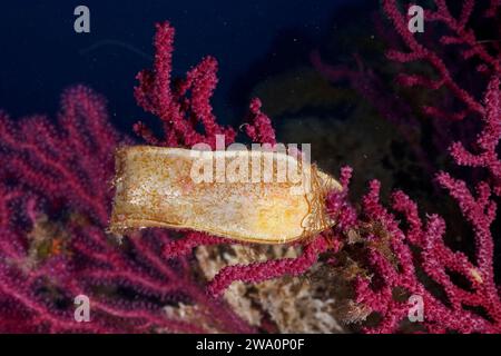 Capsula di uovo di nursehound (Scyliorhinus stellaris) su frusta di mare violenta (Paramuricea clavata) nel Mar Mediterraneo vicino a Hyères. Sito di immersioni Giens Foto Stock