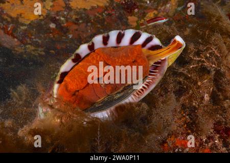 Corno di Tritone (Charonia lampas lampas) nel Mar Mediterraneo vicino a Hyères. Sito di immersione nella penisola di Giens, Provence Alpes Côte d'Azur, Francia, Europa Foto Stock