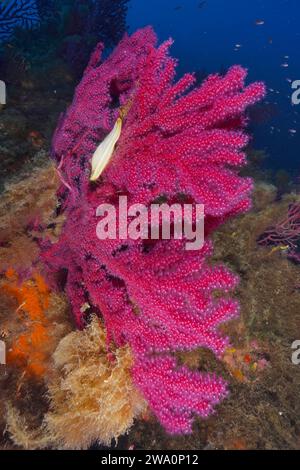 Capsula di uovo di nursehound (Scyliorhinus stellaris) su frusta di mare violenta (Paramuricea clavata) con poyphae aperte, nel Mar Mediterraneo vicino a Hyère Foto Stock