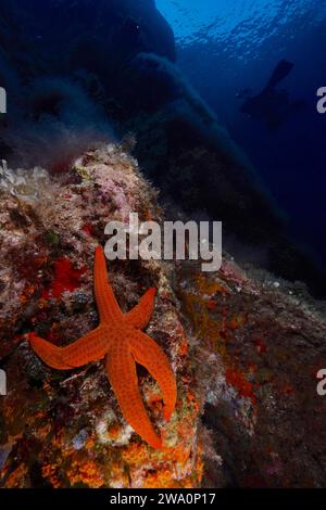 Stelle marine di colore arancio (Hacelia attenuata) nel Mediterraneo vicino a Hyères, tuffati sullo sfondo. Sito di immersione riserva marina Port Cros, Provenza A. Foto Stock