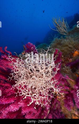 Stella mediterranea del basket (Astrospartus mediterraneus) su frusta violenta (Paramuricea clavata) con papilli aperti, nel Mar Mediterraneo vicino a Hyè Foto Stock