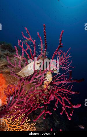 Capsula di uovo di nido (Scyliorhinus stellaris) su frusta di mare violenta (Paramuricea clavata) con polipi chiusi nel Mar Mediterraneo vicino a Hyère Foto Stock