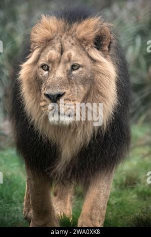 Maschio di leone asiatico Foto Stock