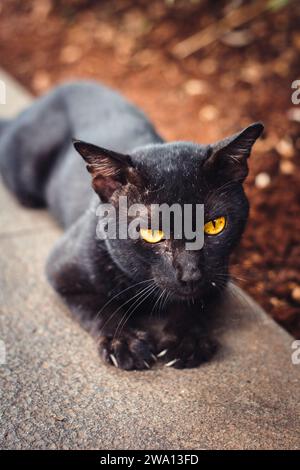 Alcuni gatti di strada che ho conosciuto a Sudirman, Giacarta. Foto Stock