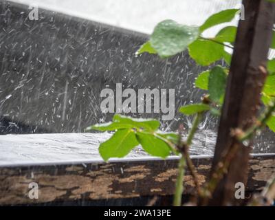Foglie di rosa verde nella forte pioggia che cade, rimbalzando e spruzzando dalla grondaia del tetto Foto Stock