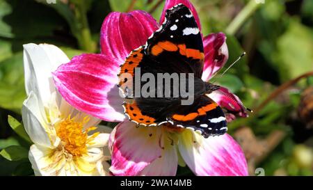 Vanessa Atalanta Red Admiral Butterfly su una Dahlia in fiore in un giardino nel Regno Unito Foto Stock