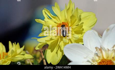 Bee on a Dahlia in fiore in un giardino nel Regno Unito Foto Stock