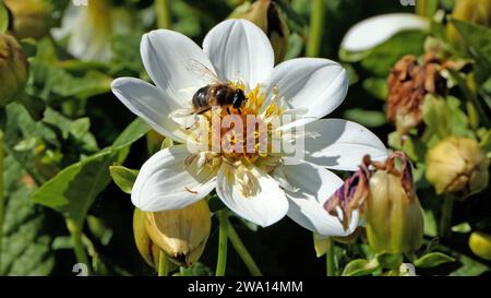 Bee on a Dahlia in fiore in un giardino nel Regno Unito Foto Stock