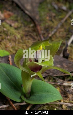 Le Orchidee comuni (Chiloglottis valida) sono abbastanza difficili da trovare, ma queste rare Orchidee verdi (Chiloglottis Cornuta) sono molto più scarse. Foto Stock