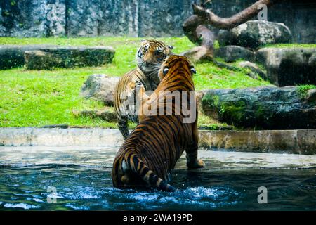 Un paio di tigri combattono amorevolmente in un parco nazionale dello Sri Lanka. Zoo di Dehiwala. Foto Stock