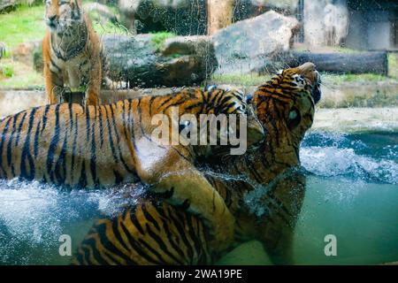 Un paio di tigri che combattono amorevolmente sott'acqua in un parco nazionale dello Sri Lanka. Zoo di Dehiwala. Foto Stock