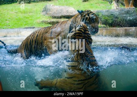 Un paio di tigri che combattono amorevolmente sott'acqua in un parco nazionale dello Sri Lanka. Zoo di Dehiwala. Foto Stock