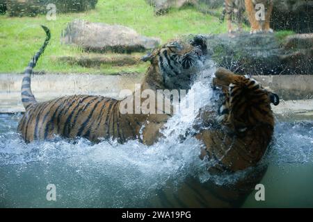 Un paio di tigri che combattono amorevolmente sott'acqua in un parco nazionale dello Sri Lanka. Zoo di Dehiwala. Foto Stock