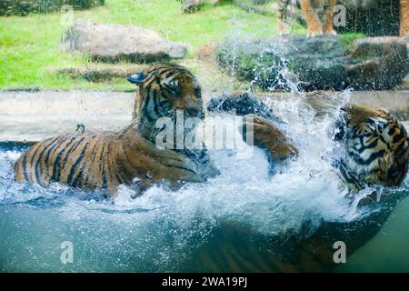 Un paio di tigri che combattono amorevolmente sott'acqua in un parco nazionale dello Sri Lanka. Zoo di Dehiwala. Foto Stock