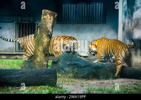 Un paio di tigri combattono amorevolmente in un parco nazionale dello Sri Lanka. Zoo di Dehiwala. Foto Stock