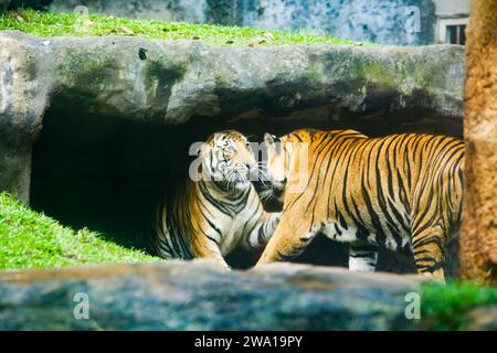 Un paio di tigri combattono amorevolmente in un parco nazionale dello Sri Lanka. Zoo di Dehiwala. Foto Stock