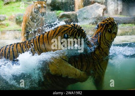 Un paio di tigri che combattono amorevolmente sott'acqua in un parco nazionale dello Sri Lanka. Zoo di Dehiwala. Foto Stock