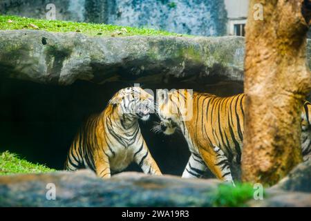 Un paio di tigri combattono amorevolmente in un parco nazionale dello Sri Lanka. Zoo di Dehiwala. Foto Stock