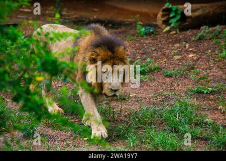 Lion Closup - nel Parco Nazionale di Dehiwala - Dehiwala, Sri Lanka. Foto Stock