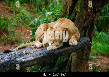 Lion Closup - nel Parco Nazionale di Dehiwala - Dehiwala, Sri Lanka. Foto Stock