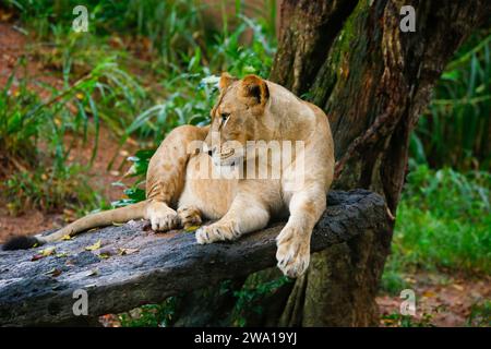 Lion Closup - nel Parco Nazionale di Dehiwala - Dehiwala, Sri Lanka. Foto Stock