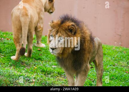 Lion Closup - nel Parco Nazionale di Dehiwala - Dehiwala, Sri Lanka. Foto Stock