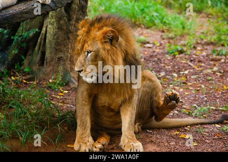 Lion Closup - nel Parco Nazionale di Dehiwala - Dehiwala, Sri Lanka. Foto Stock