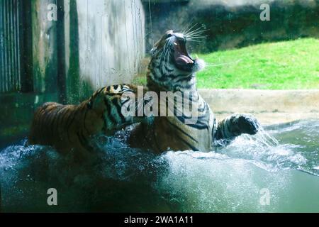 Un paio di tigri che combattono amorevolmente sott'acqua in un parco nazionale dello Sri Lanka. Zoo di Dehiwala. Foto Stock