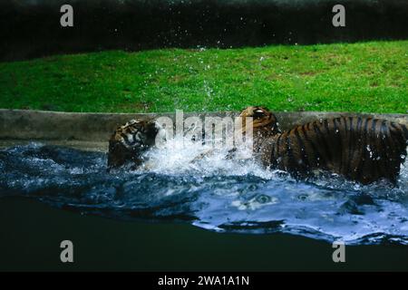 Un paio di tigri che combattono amorevolmente sott'acqua in un parco nazionale dello Sri Lanka. Zoo di Dehiwala. Foto Stock