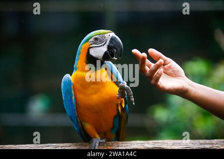 Un macaws colorato che mangia semi dalla mano di una persona nello zoo dello sri lanka. Foto Stock