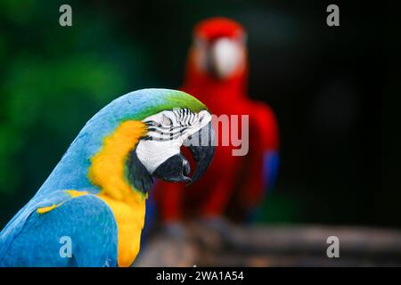 Un gruppo di pappagalli colorati che guardano i semi in fila. nello zoo dello sri lanka. Messa a fuoco selettiva Foto Stock